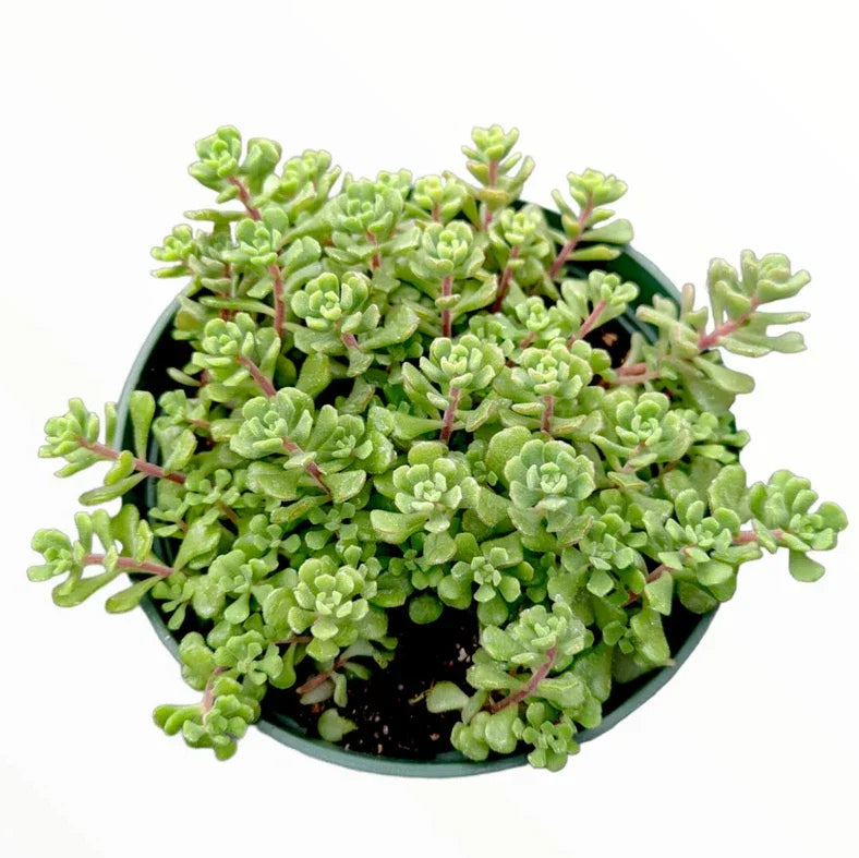Sedum Versadense Korean Succulent Plant 2 Inch | Indoor Outdoor Garden Decor | Drought-Resistant Greenery