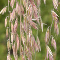 Sideoats Grass Seeds for Planting - Bouteloua curtipendula - Native Prairie Grass - Drought Tolerant - Eco-Friendly