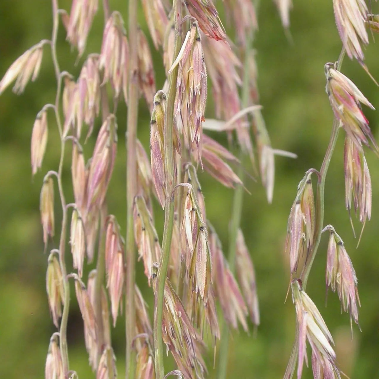 Sideoats Grass Seeds for Planting - Bouteloua curtipendula - Native Prairie Grass - Drought Tolerant - Eco-Friendly