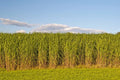 Switchgrass Seeds for Planting - 1,000 Count - Fast Growing Prairie Grass (Panicum virgatum)