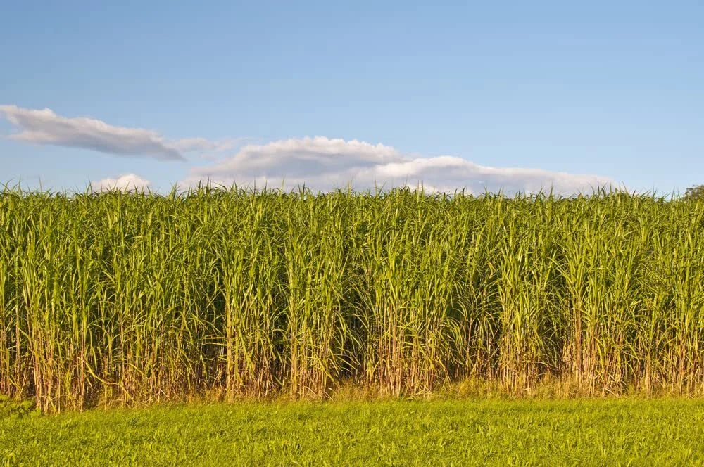 Switchgrass Seeds for Planting - 1,000 Count - Fast Growing Prairie Grass (Panicum virgatum)