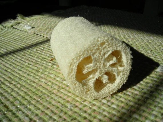 Luffa Sponge Gourd Seeds - 7 Count Packet - Durable Sponges - Luffa aegyptiaca