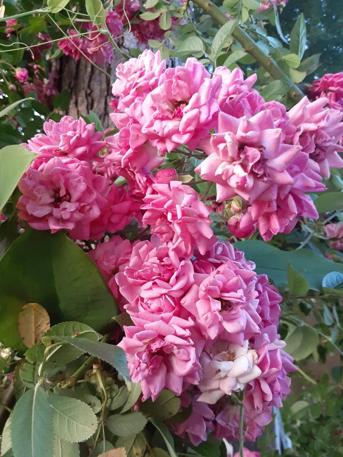 French Climbing Rose Cuttings (4) - 6-8" Length, Elegant Victorian Decor, Rosa spp.