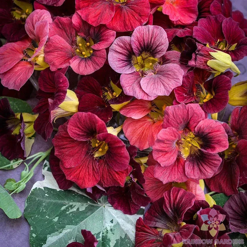 Nasturtium Seeds - 50+ Alaska Red Shades - Tropaeolum majus - Garden Planting Seeds - USA