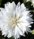 White Bachelor's Button Cornflower Seeds - 100+ Seeds for Boutonnieres - Centaurea cyanus