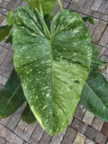 Rooted Philodendron Cutting | Jose Bueno Variety | Indoor Plant | Easy Care | Houseplant