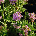 Citronella Herb Plants - 4" Pots - Live Mosquito-Repelling - Cymbopogon nardus - Set of 2