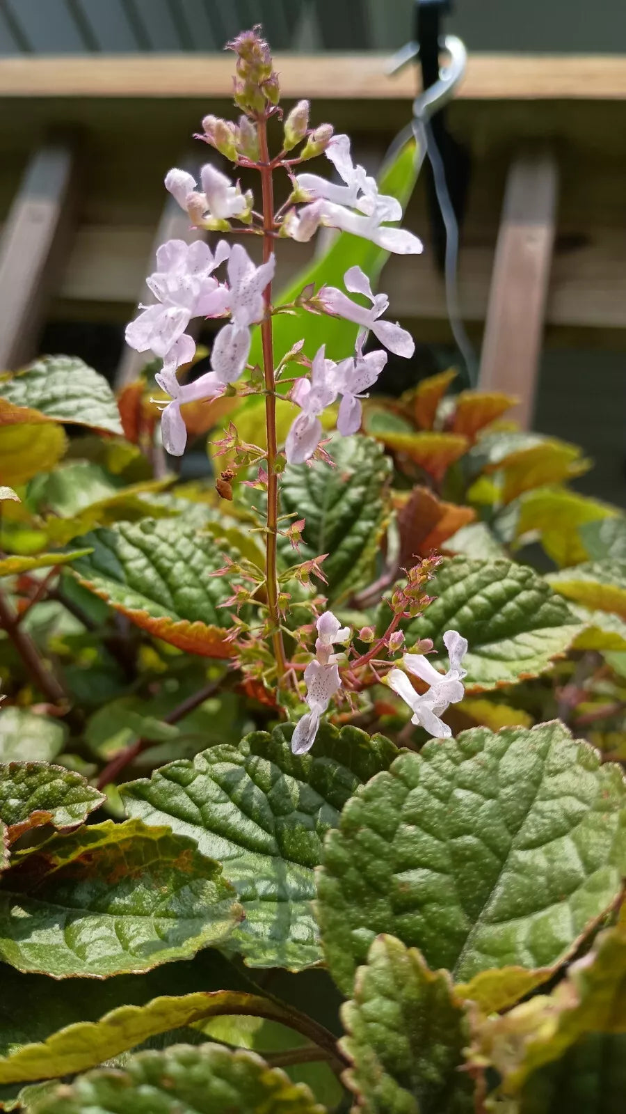 Purple Swedish Ivy Plant Cutting w/ Roots - Ready to Plant - Plectranthus verticillatus