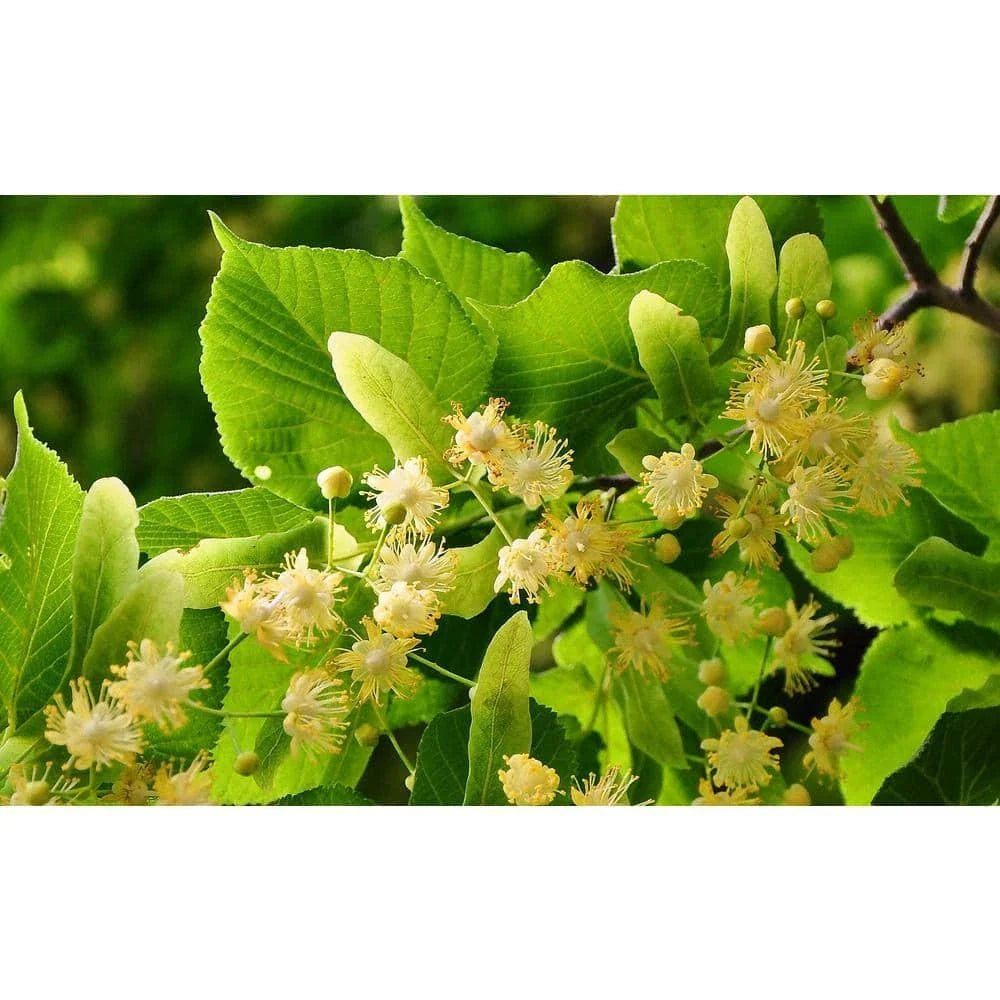 Littleleaf Linden Tree Bare Root - Tilia cordata - Ideal for Landscaping and Shade, Hardy Deciduous Tree