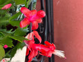Red Schlumbergera Truncata Thanksgiving/Christmas Cactus Cuttings - 3 Unrooted Cuttings for Planting and Propagation