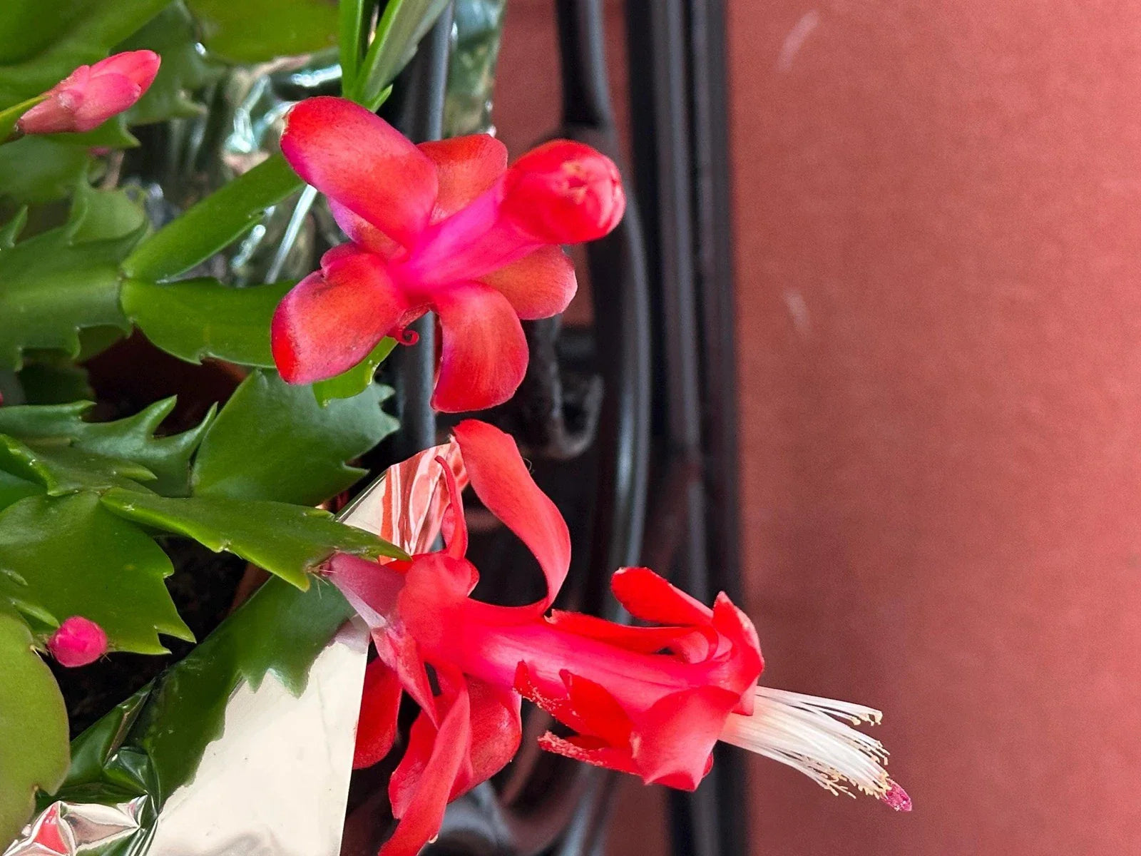 Red Schlumbergera Truncata Thanksgiving/Christmas Cactus Cuttings - 3 Unrooted Cuttings for Planting and Propagation