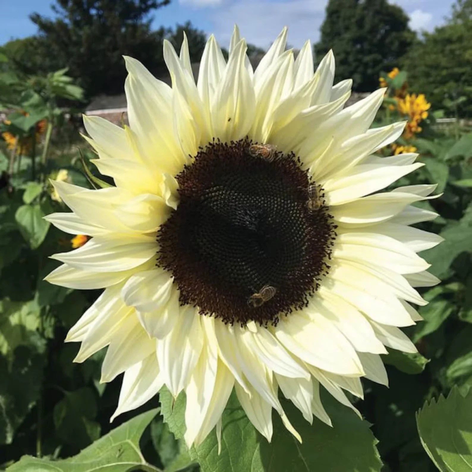 Sunflower Seeds 25 Count - Italian White Variety - Fresh Flower Seeds - Helianthus annuus