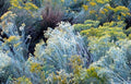 Rubber Rabbitbrush Seeds - 100 Count - Hardy Perennial - Chrysothamnus nauseosus