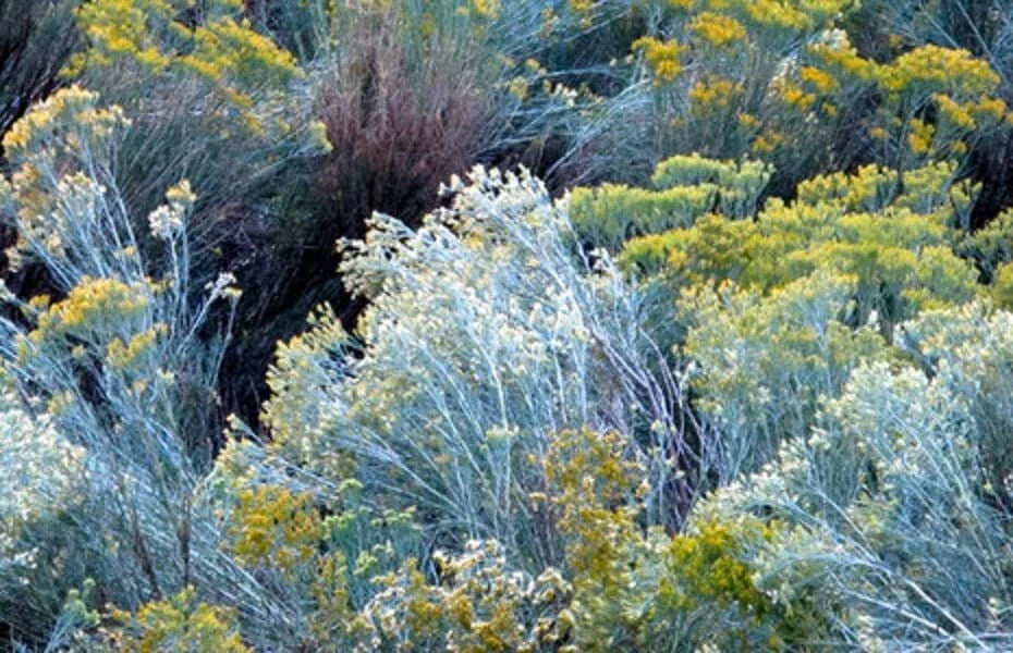 Rubber Rabbitbrush Seeds - 100 Count - Hardy Perennial - Chrysothamnus nauseosus