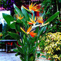 Orange Bird of Paradise Seeds (10+) Strelitzia reginae, Tropical Crane Flower, Exotic Garden Plant, Rare Seeds