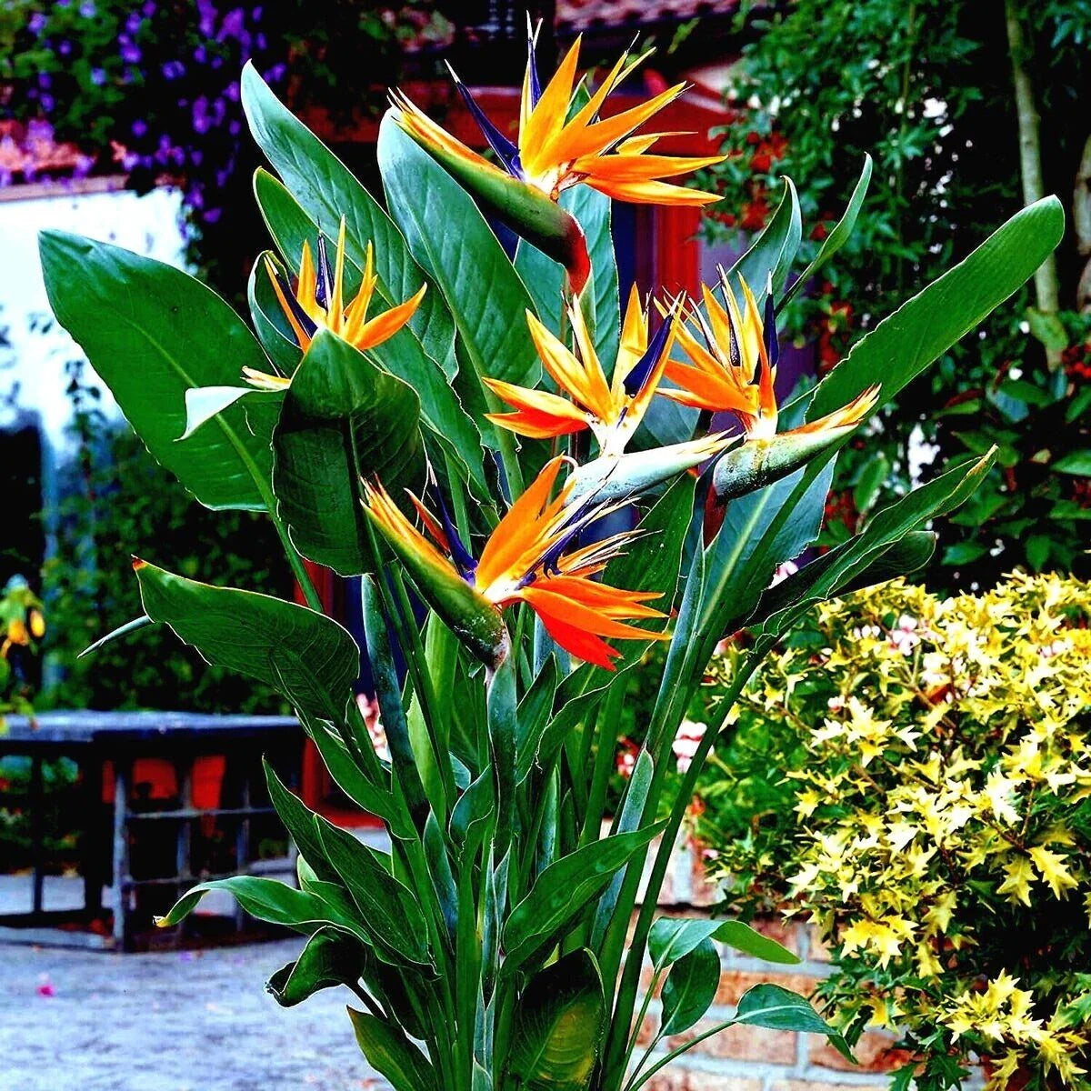 Orange Bird of Paradise Seeds (10+) Strelitzia reginae, Tropical Crane Flower, Exotic Garden Plant, Rare Seeds