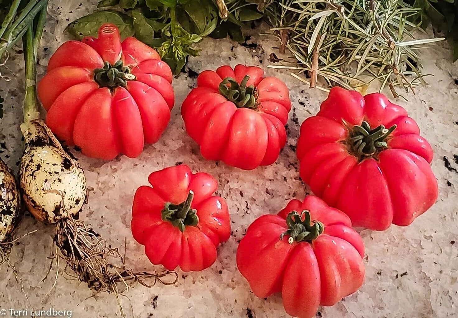 Mushroom Basket Tomato Seeds - 30+ Heirloom Organic Non-GMO - Rare Variety