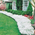 Snow in Summer Seeds, 250+ Count, Carpet of Snow, Exotic Garden Flowers, Cerastium tomentosum, Made in USA