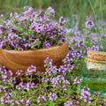 Creeping Thyme Seeds - Ground Cover Plant - Thymus serpyllum - Drought-Tolerant, Aromatic Herb by Mai's Family