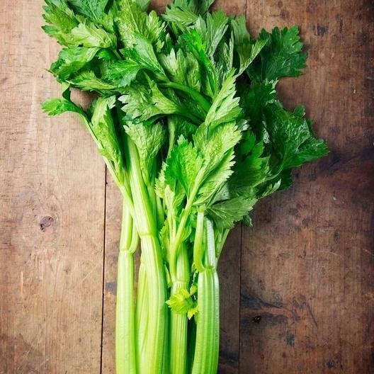 Utah Celery Seeds - Non-GMO Heirloom Variety, Organic Seeds with Tracking - Apium graveolens