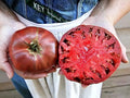 Cherokee Purple Tomato Seeds - 10+ Heirloom Non-GMO Seeds - Solanum lycopersicum