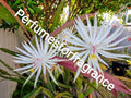 Epiphyllum Orchid Cactus Cuttings 7-8" Length Hookeri Strictum - Fresh Plant Clippings for Propagation