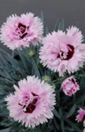 Early Bird Fizzy Dianthus Plant - Bare Root Summer Flowering - Temperate Climate - Dianthus spp. - 1 Unit