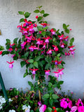 Live Blue Eyes Fuchsia Plants, 3” Pot, 6-8” Tall, Fuchsia magellanica, Upright Variety