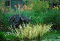 Sweet Flag Live Aquatic Plant - Variegated - Marginal Starter Plant (Acorus calamus) - Ideal for Ponds & Water Gardens