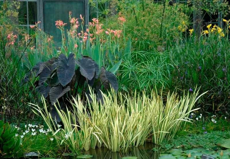 Sweet Flag Live Aquatic Plant - Variegated - Marginal Starter Plant (Acorus calamus) - Ideal for Ponds & Water Gardens