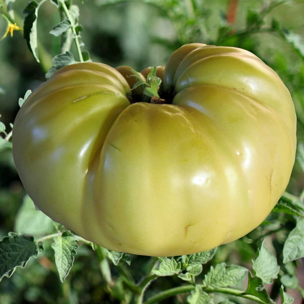 Great White Tomato Seeds, 30 Seeds, Heirloom Beefsteak, NON-GMO, Solanum lycopersicum, Free Shipping
