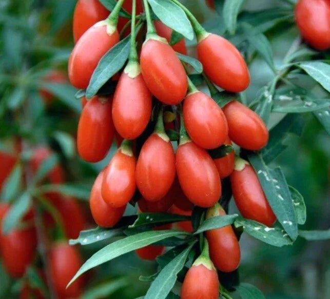 Goji Berry Seeds - 100 Organic Wolfberry Seeds (Lycium Barbarum) - Exotic Superfood for Home Gardening - TX USA