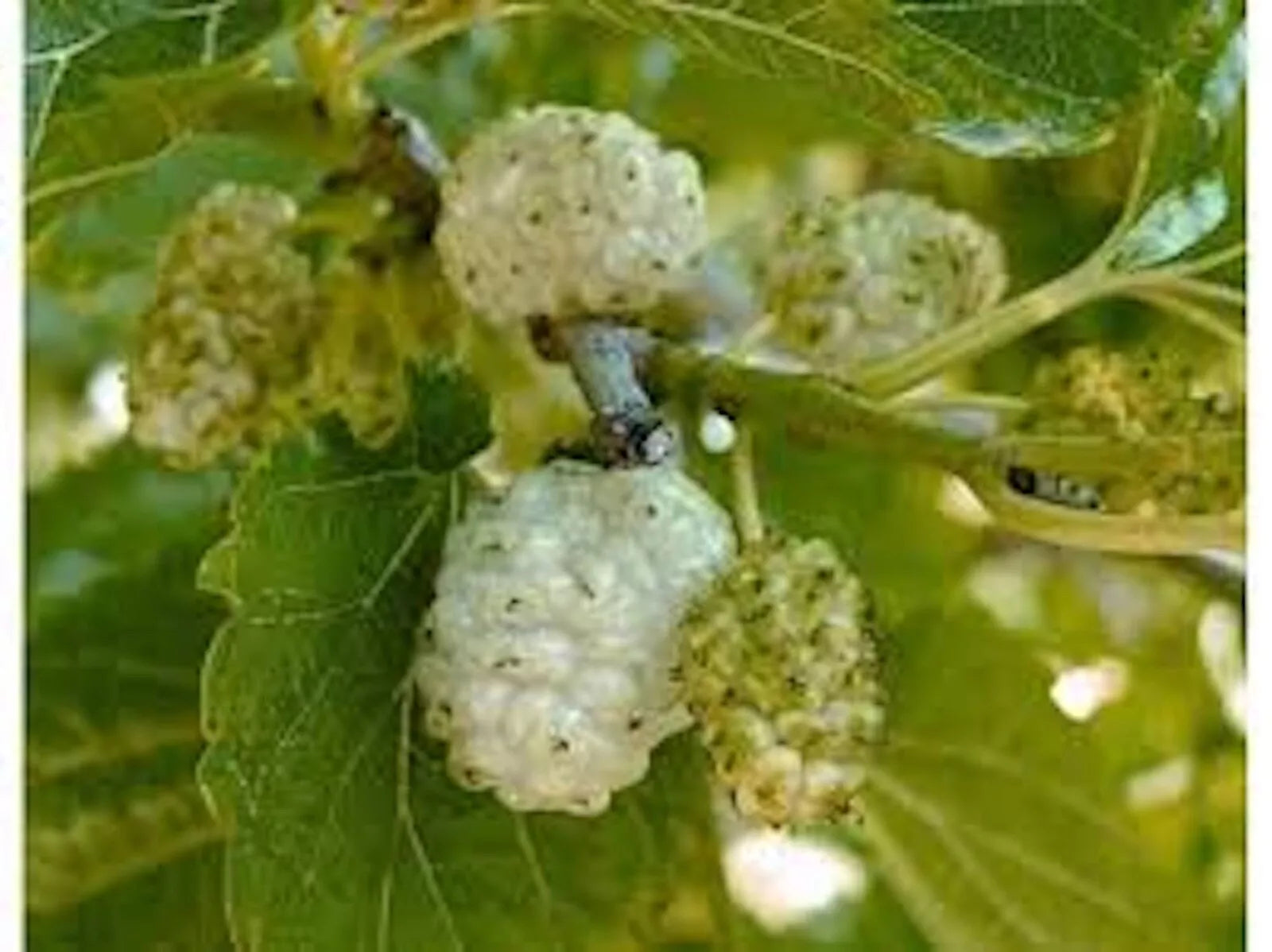 White Mulberry Tree 1-2ft Bare Root Morus alba Fast Growing, Hardy Zones 3-9, Full Sun to Part Shade