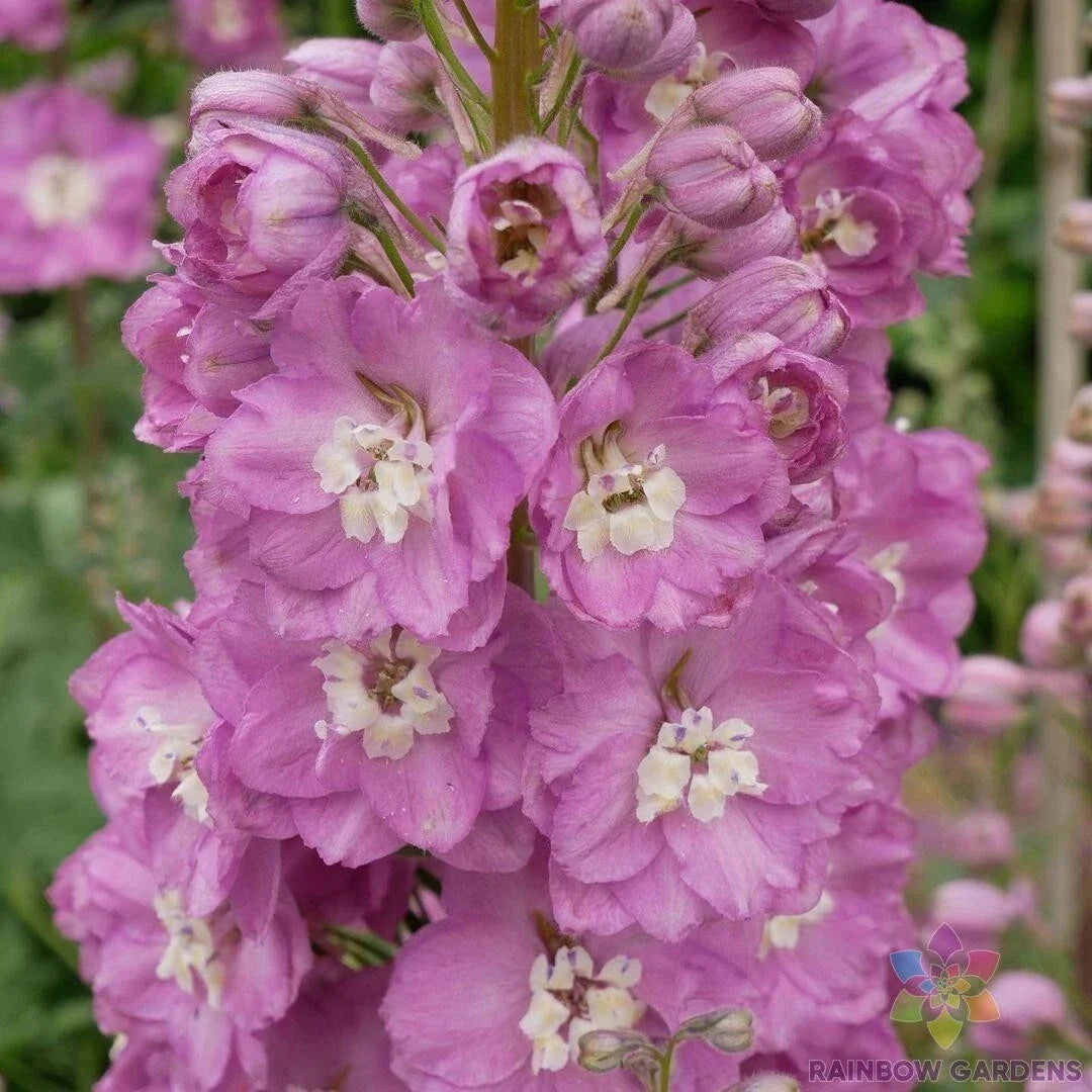 Guinevere Delphinium Seeds - 200+ Count - Perennial Flower Seeds - Delphinium elatum - USA Grown