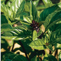 Cinnamon Basil Seeds - 100+ Heirloom Non-GMO Organic Seeds - Ocimum basilicum 'Cinnamon'