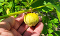Tomatillo Seeds - 25 Count - Physalis Philadelphica - Florida Grown - Ideal for Salsa Verde