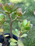 Rooted Jade Plants Set of 3, Green Succulent, Crassula ovata, Indoor Plant, Easy Care, Low Maintenance, 8" Each