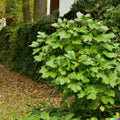 Ginseng Herb Seeds 40+ Pack | American Medicinal | Spikenard | Free Shipping