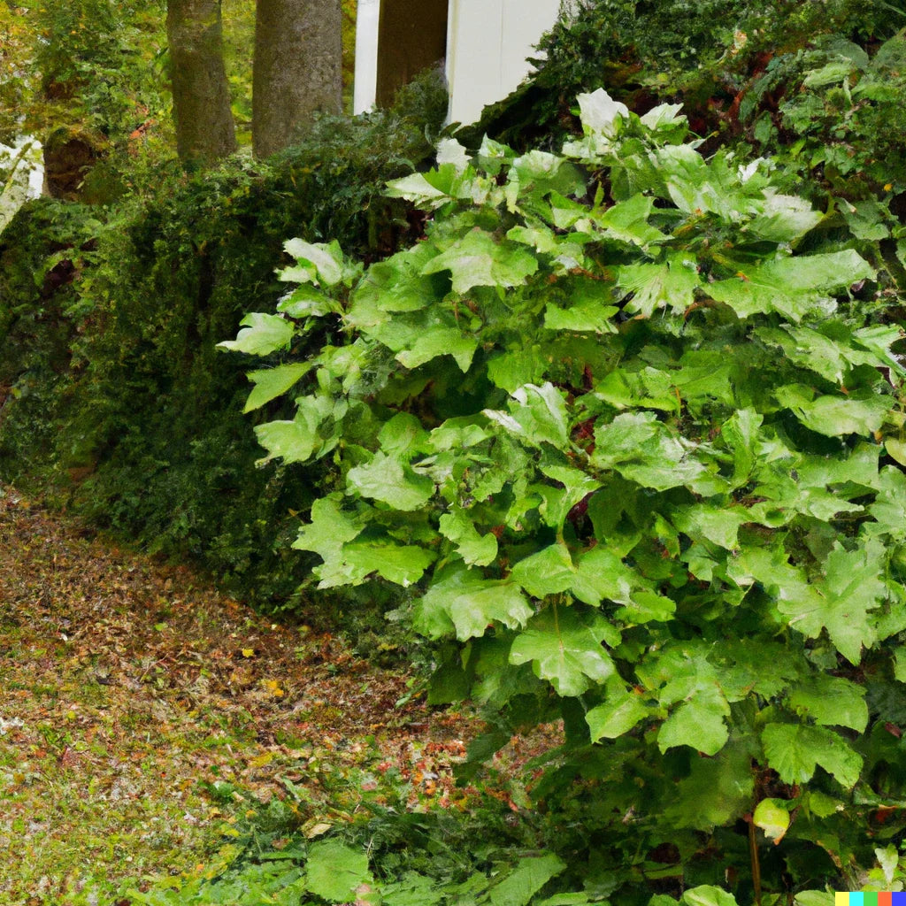 Ginseng Herb Seeds 40+ Pack | American Medicinal | Spikenard | Free Shipping