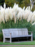 White Pampas Grass Seeds - 100+ Non-GMO Ornamental Grass Seeds for Garden - Cortaderia selloana