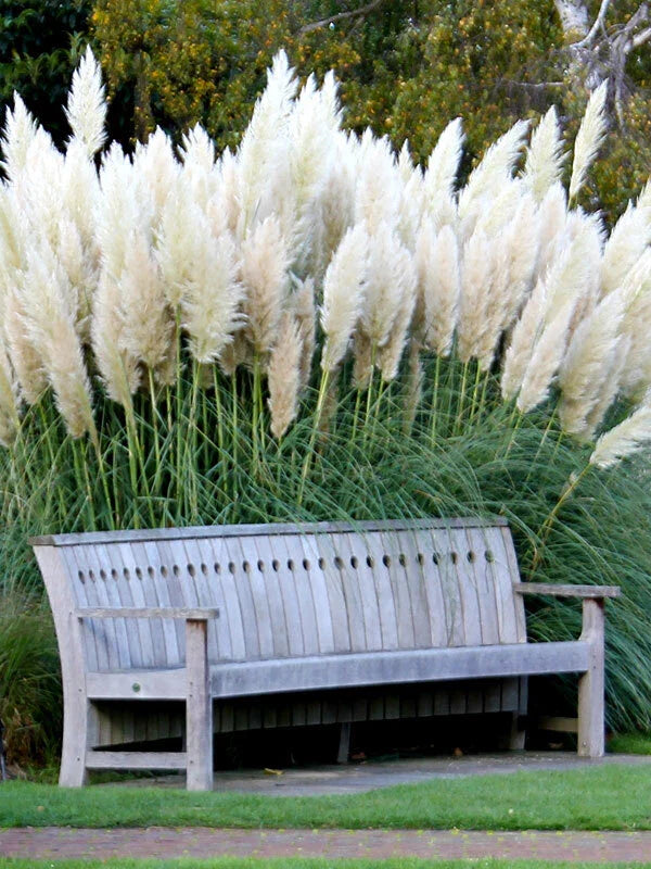 White Pampas Grass Seeds - 100+ Non-GMO Ornamental Grass Seeds for Garden - Cortaderia selloana