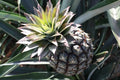 15+ Monte Lirio Pineapple Seeds - Tropical Fruit Seeds for Garden Planting - Ananas comosus - USA