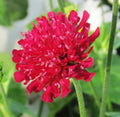 Red Knautia Seeds, 110 Pack, Easy to Grow, Knautia macedonica