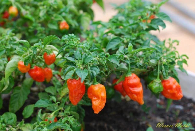 Ghost Pepper Plant - Bhut Jolokia - World's Hottest - One Million Scoville Units - Capsicum chinense