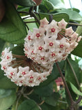 Rare Hoya Fungii Rooted Plant 2.5" Pot Beautiful Indoor Houseplant