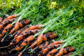 Tendersweet Carrot Seeds - 500+ Seeds - Heirloom Variety - Daucus carota - USA