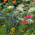 Drought Resistant Wildflower Mix - 1000 Seeds, 25 Species of Non-GMO Dry Area Flowers, Ideal for Xeriscaping