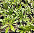 Culantro Seeds - 200+ Seeds, Mexican Coriander, CULANTRO RECAO for Gardening, Planting, Culinary Use