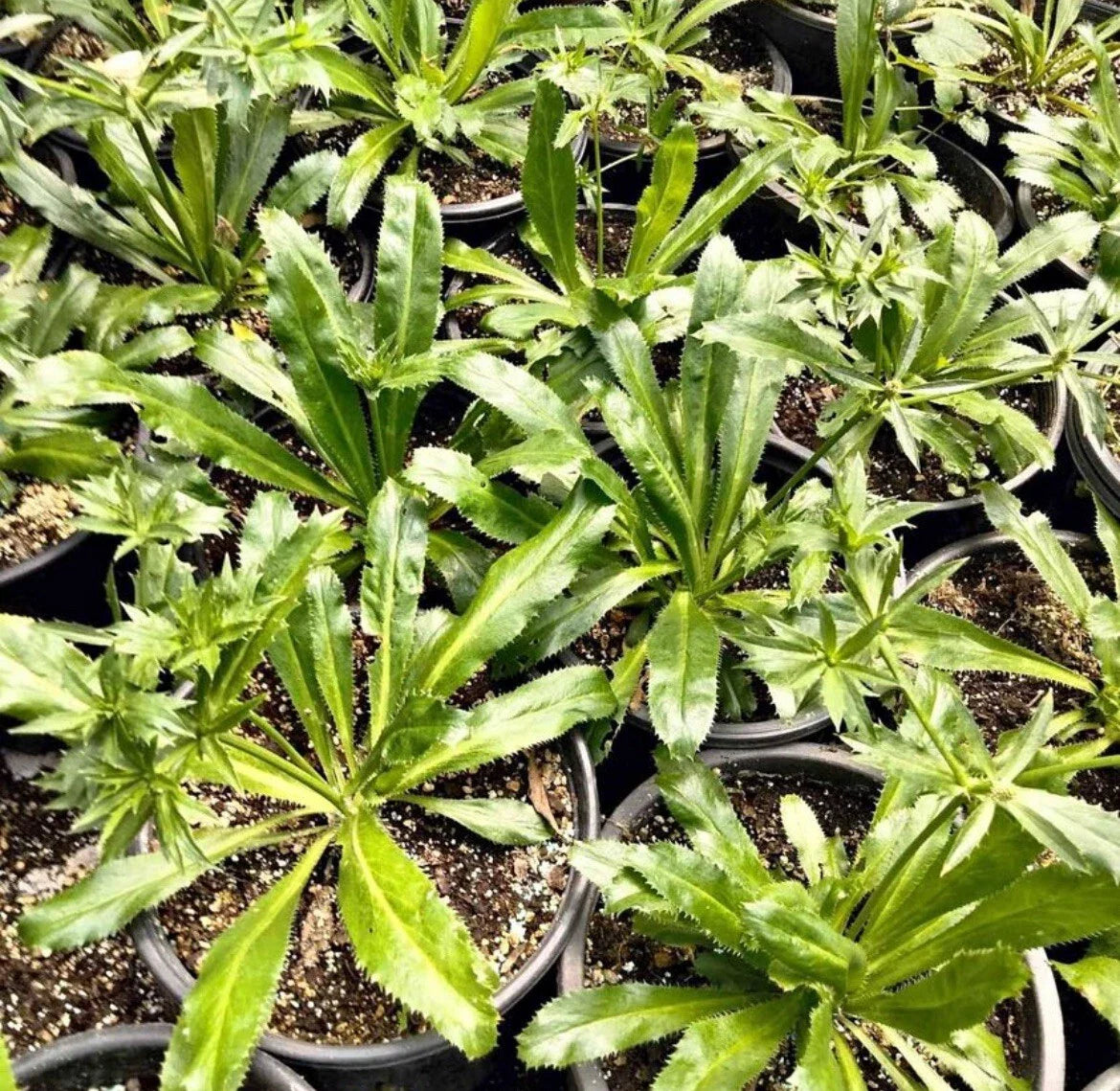 Culantro Seeds - 200+ Seeds, Mexican Coriander, CULANTRO RECAO for Gardening, Planting, Culinary Use