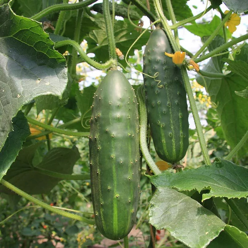 Cucumber Seeds 60+ Heirloom Marketmore Variety NON-GMO | Vegetable Garden Seeds